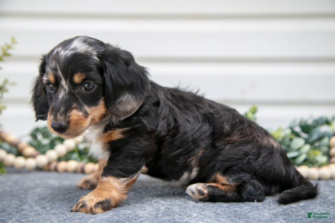 Miniature Dachshund dogs for sale: Mister - Image 3