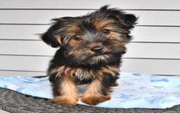 Yorkshire Terrier dogs for sale: River - Image 12