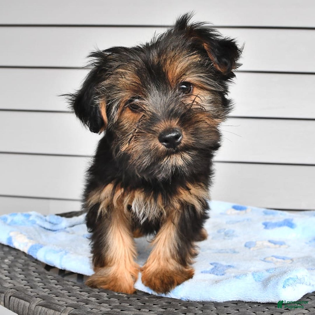 Yorkshire Terrier dogs for sale: River - Image 12