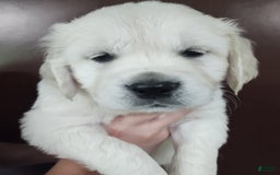 Golden Retriever dogs for sale: Brownie - Image 4