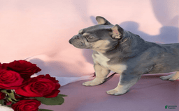 French Bulldog dogs for sale: Rolex - Image 3