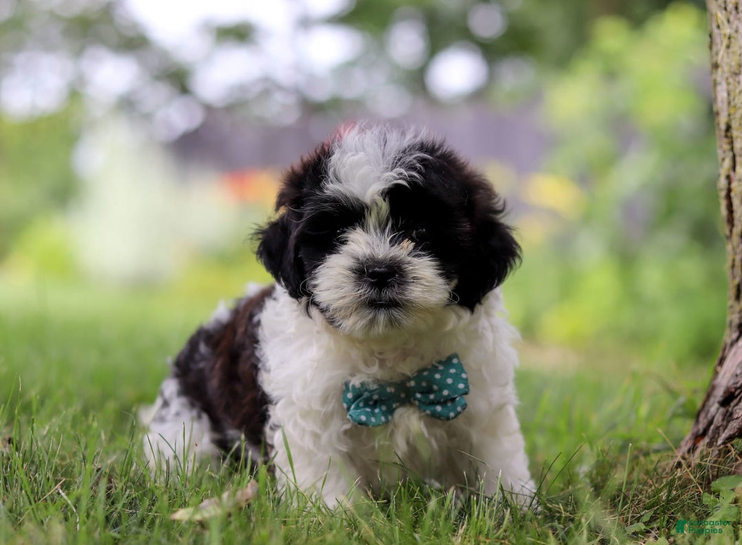 Shihpoo dogs for sale: Antonio - Image 5
