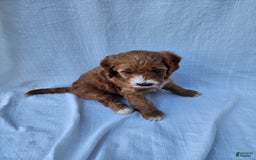 Irish Doodle dogs for sale: Celeste-mini Irish Doodle - Image 6