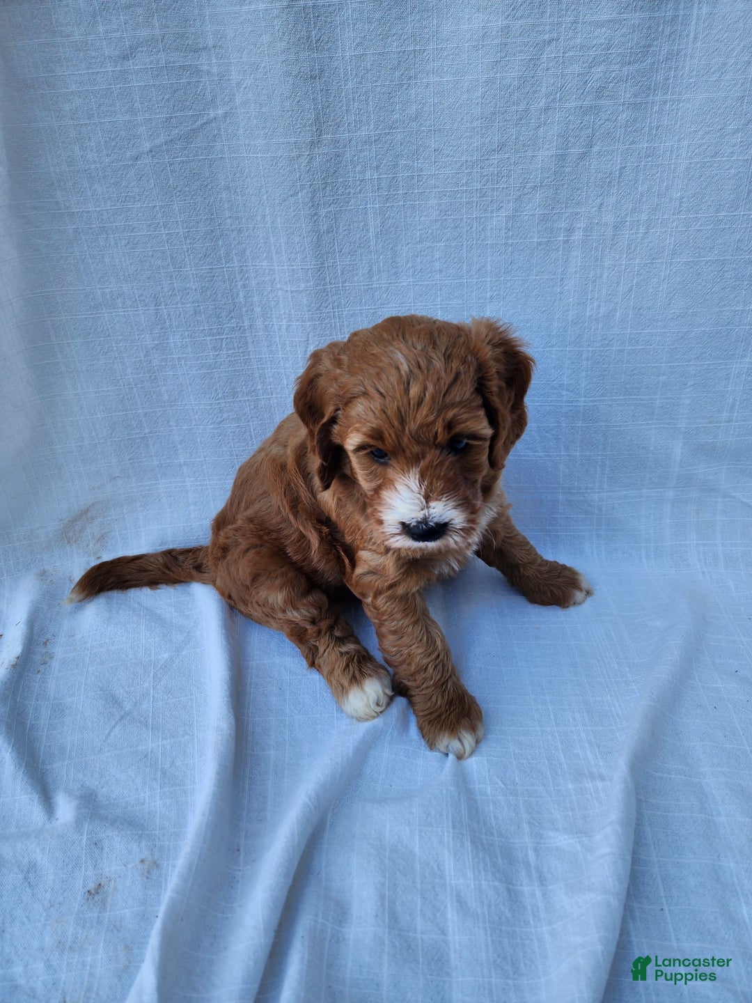 Irish Doodle dogs for sale: Celeste-mini Irish Doodle - Image 6