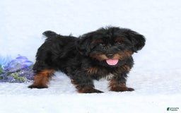 Yorkiepoo dogs for sale: Denver - Image 3