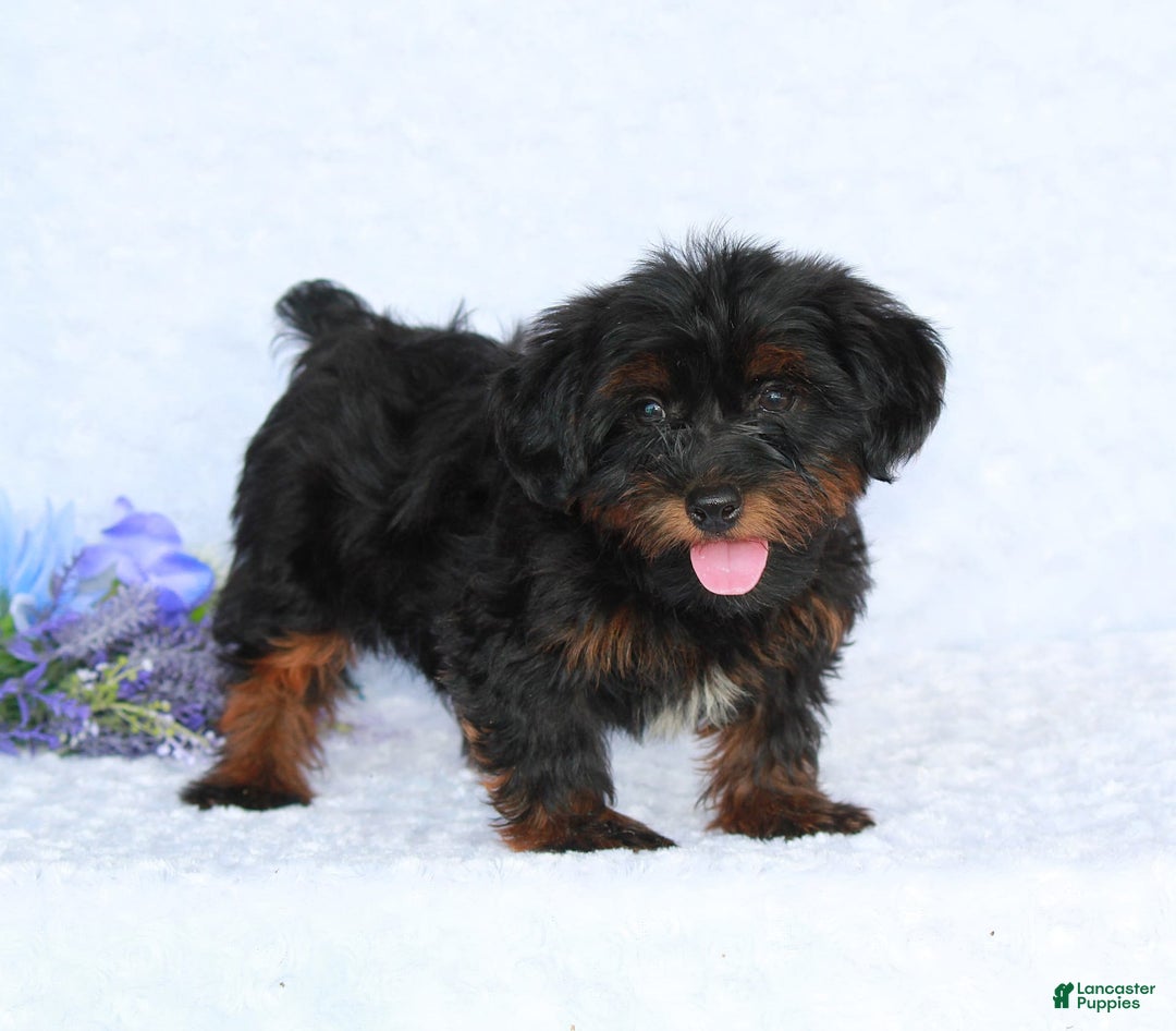 Yorkiepoo dogs for sale: Denver - Image 3