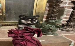Pomeranian dogs for sale: Mocha - Image 2