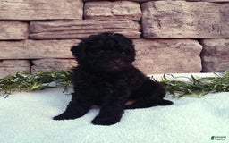 Shihpoo dogs for sale: Asher - Image 1