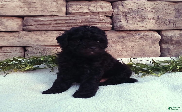 Shihpoo dogs for sale - Ad 2