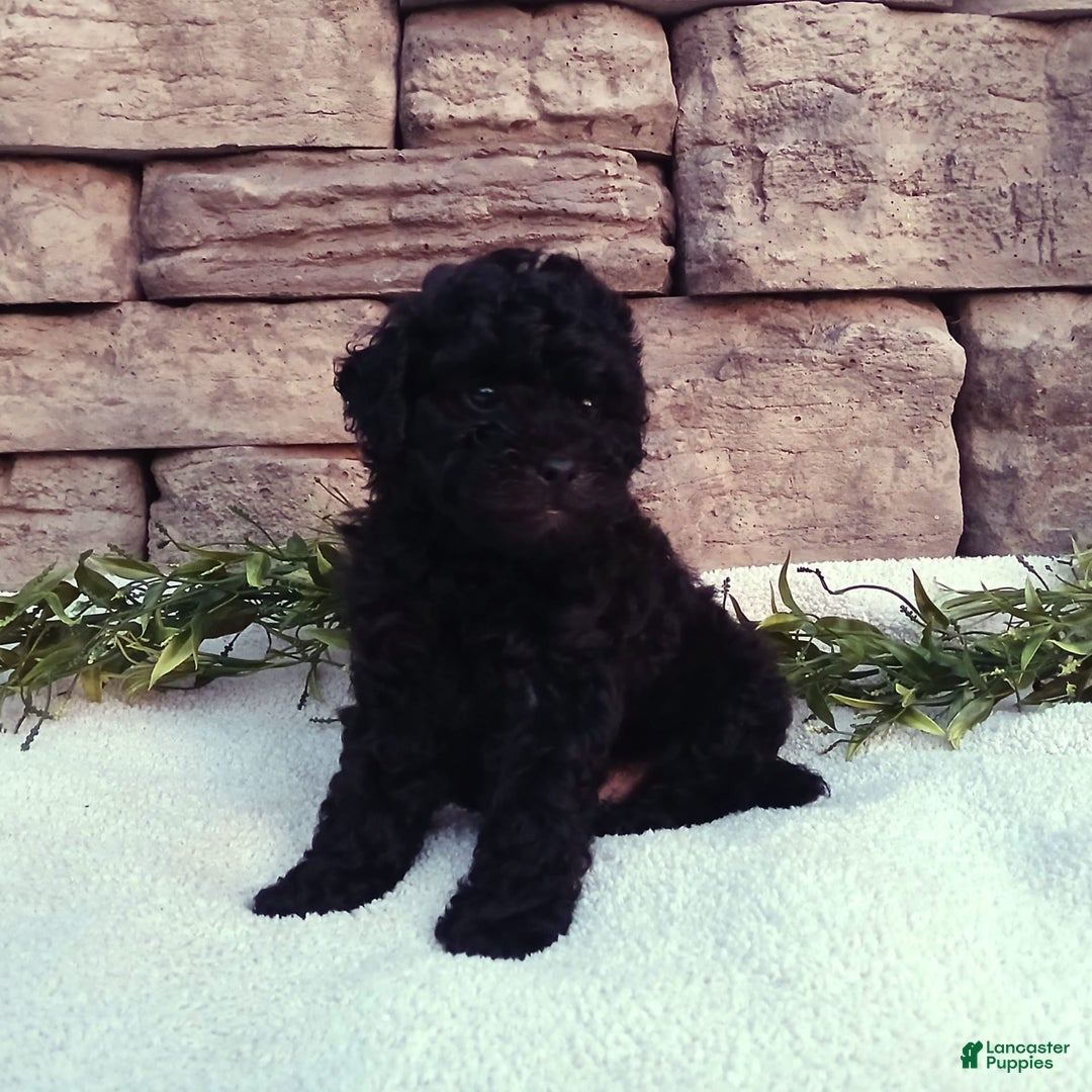 Shihpoo dogs for sale: Asher - Image 1