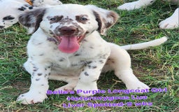 Dalmatian dogs for sale: Belles Purple Lua Liver Spotted Longcoat Girl - Image 10