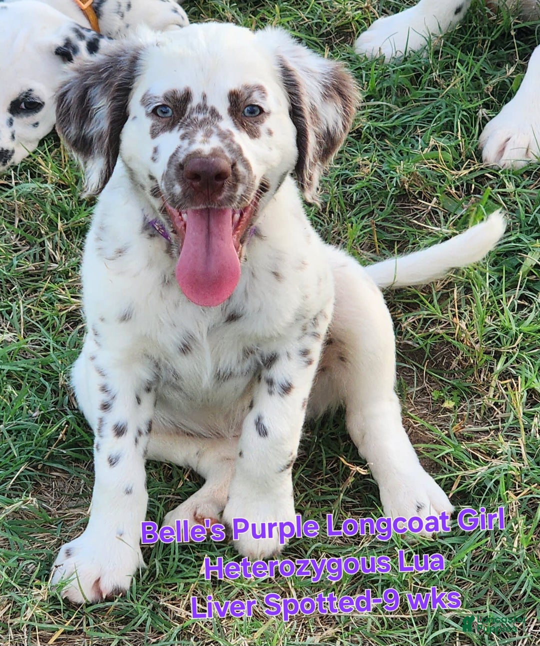 Dalmatian dogs for sale: Belles Purple Lua Liver Spotted Longcoat Girl - Image 10