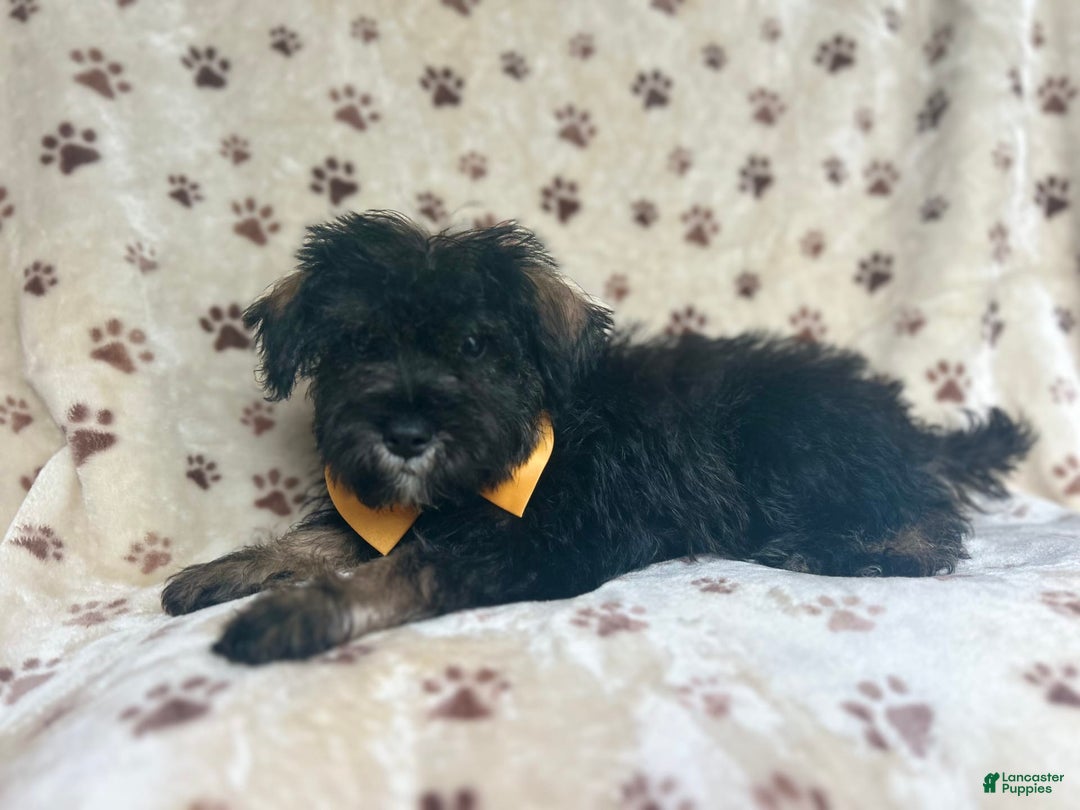 Miniature Schnauzer dogs for sale: Chaos - Image 2
