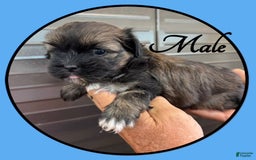 Teddy Bear dogs for sale: Toasty - Image 1