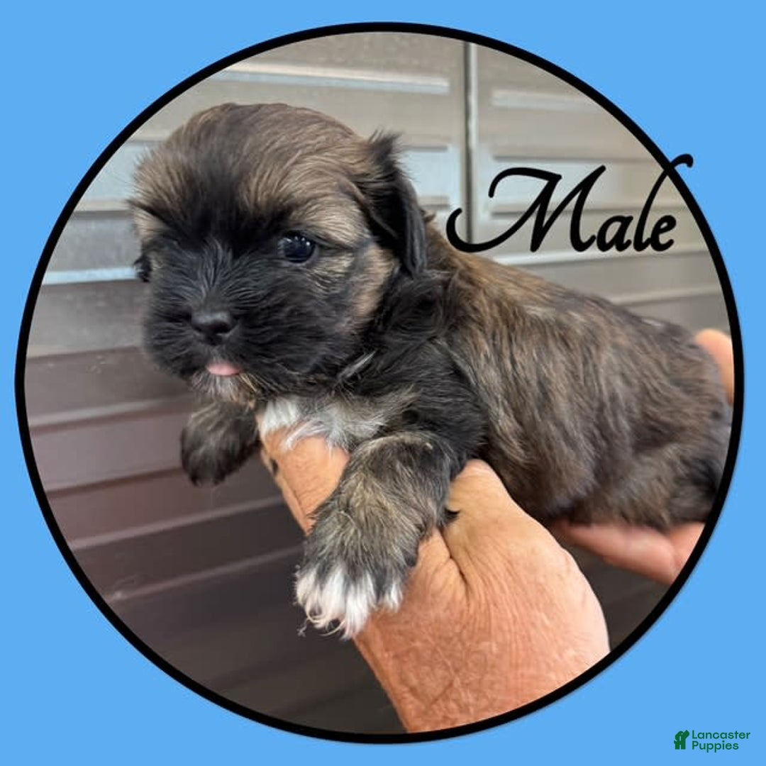 Teddy Bear dogs for sale: Toasty - Image 1