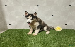 Siberian Husky dogs for sale: Babe - Image 9
