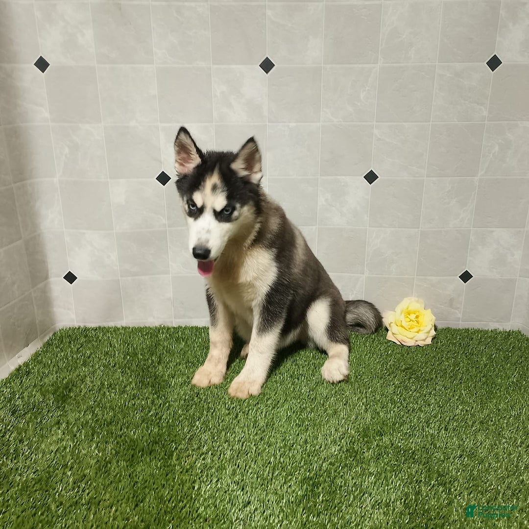 Siberian Husky dogs for sale: Babe - Image 9