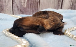 Chinese Crested dogs for sale: Raven - Image 6