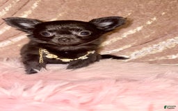 Chihuahua dogs for sale: Tiny Long Coat Female - Image 4