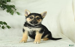 Gerberian Shepsky dogs for sale: Mandy - Image 2