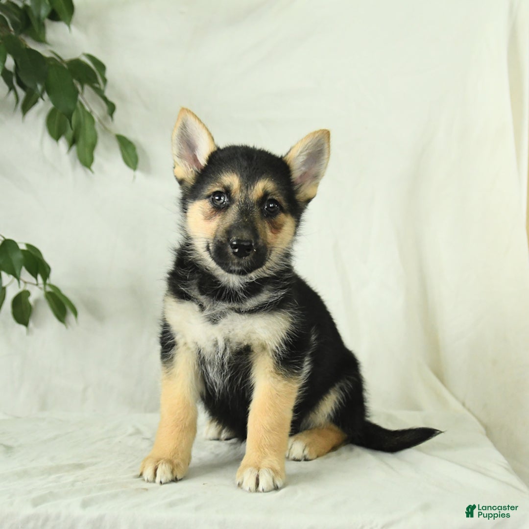 Gerberian Shepsky dogs for sale: Mandy - Image 2