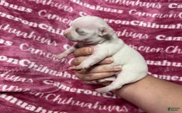 Chihuahua dogs for sale: Sophia Short Coat - Image 3