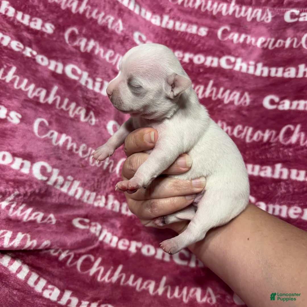 Chihuahua dogs for sale: Sophia Short Coat - Image 3