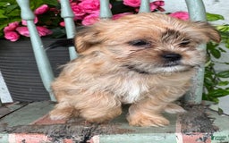 Shorkie dogs for sale: Tina - Image 1