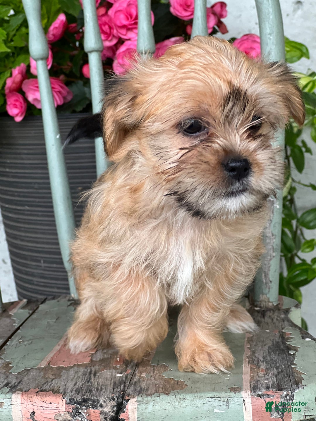 Shorkie dogs for sale: Tina - Image 1