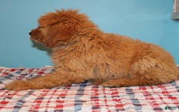 Mini Goldendoodle dogs for sale: Mack Mini - Image 8