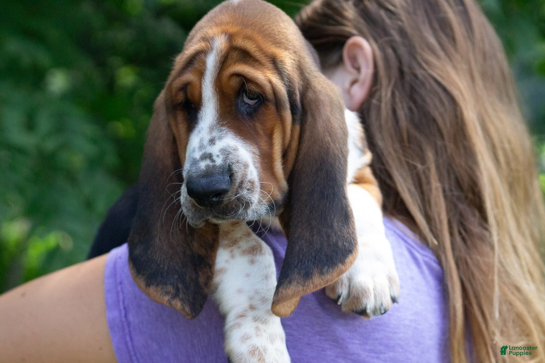 Basset Hound dogs for sale: Rocky - Image 16