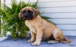 English Mastiff dogs for sale: Hadley - Image 4