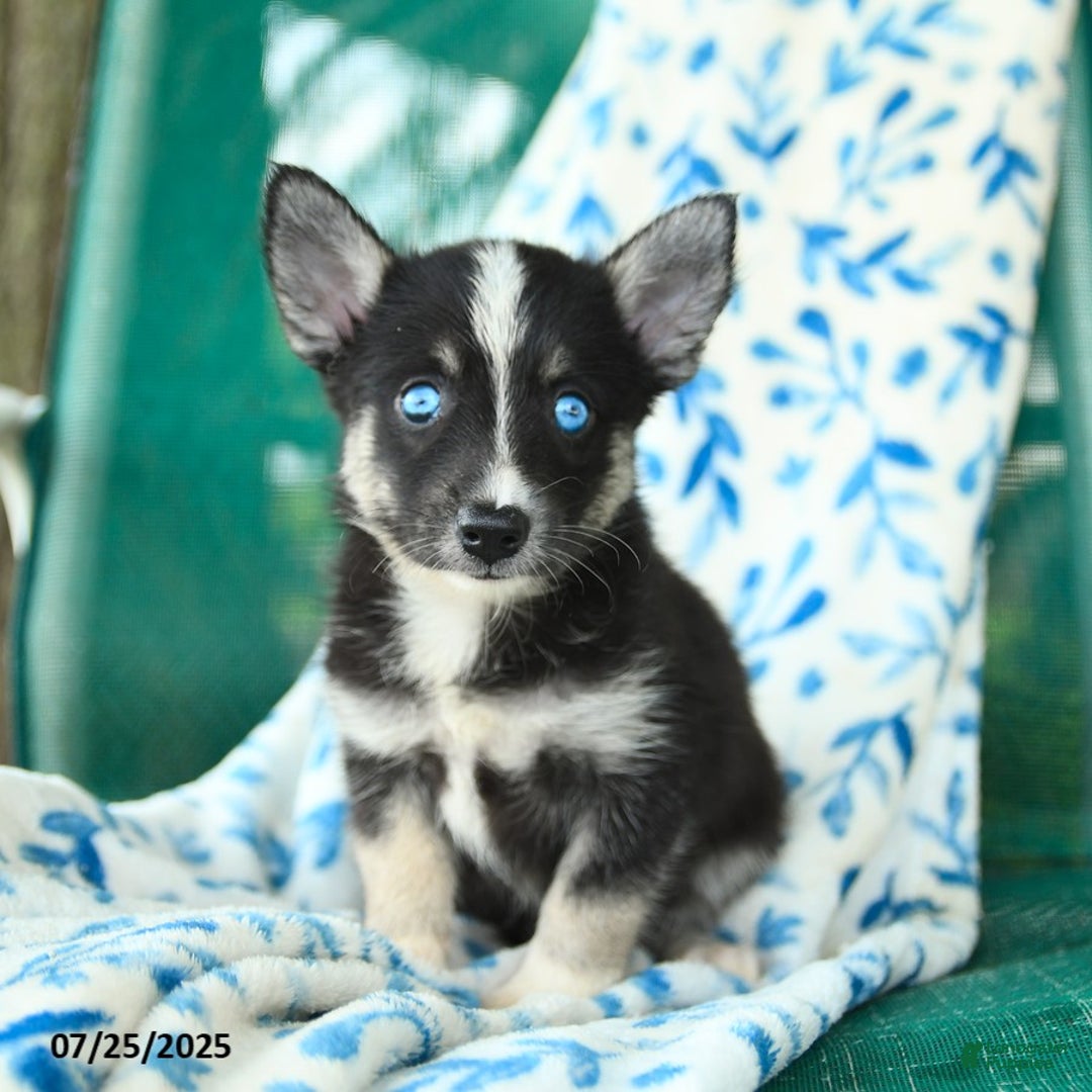 Pomsky dogs for sale: Montgomery - Image 5