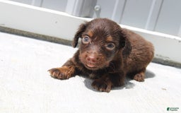 Dachshund dogs for sale: Austin Mini - Image 1