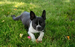 Boston Terrier dogs for sale: Zurich - Image 1