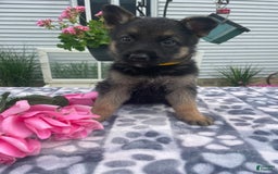 German Shepherd dogs for sale: Gloria - Image 4