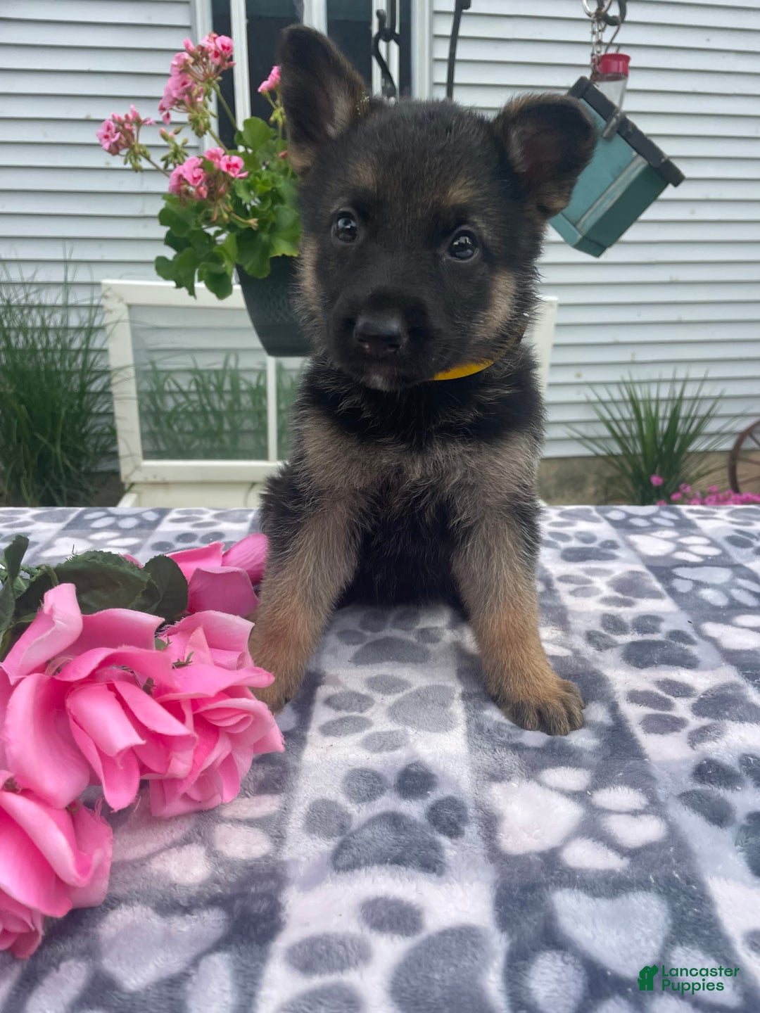 German Shepherd dogs for sale: Gloria - Image 4