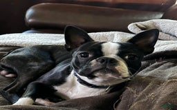 Boston Terrier dogs for sale: Drake - Image 7