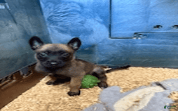 Belgian Malinois dogs for sale: Molly - Image 4