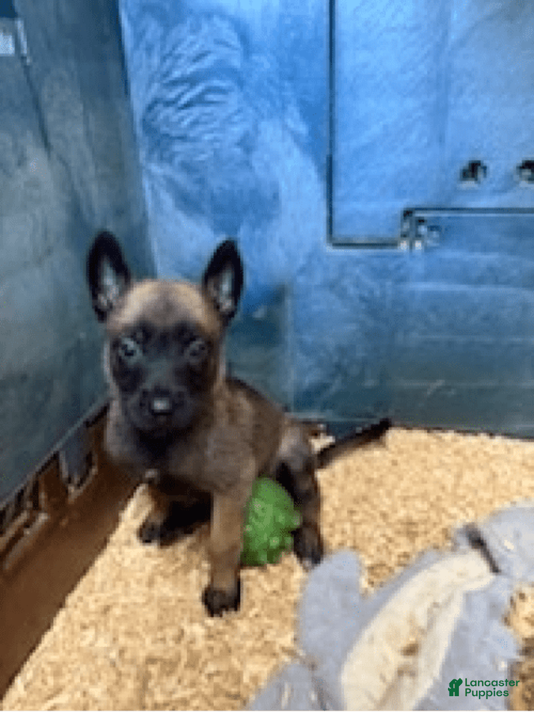Belgian Malinois dogs for sale: Molly - Image 4