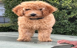 Goldendoodle dogs for sale: Maxi - Image 1
