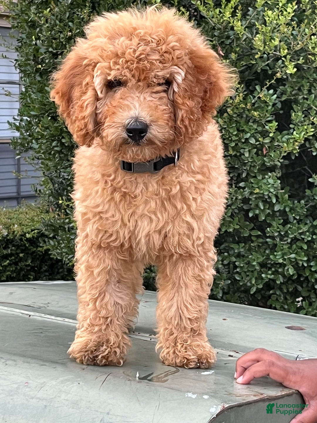 Goldendoodle dogs for sale: Maxi - Image 1
