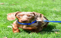 Miniature Dachshund dogs for sale: Griffin - Image 12