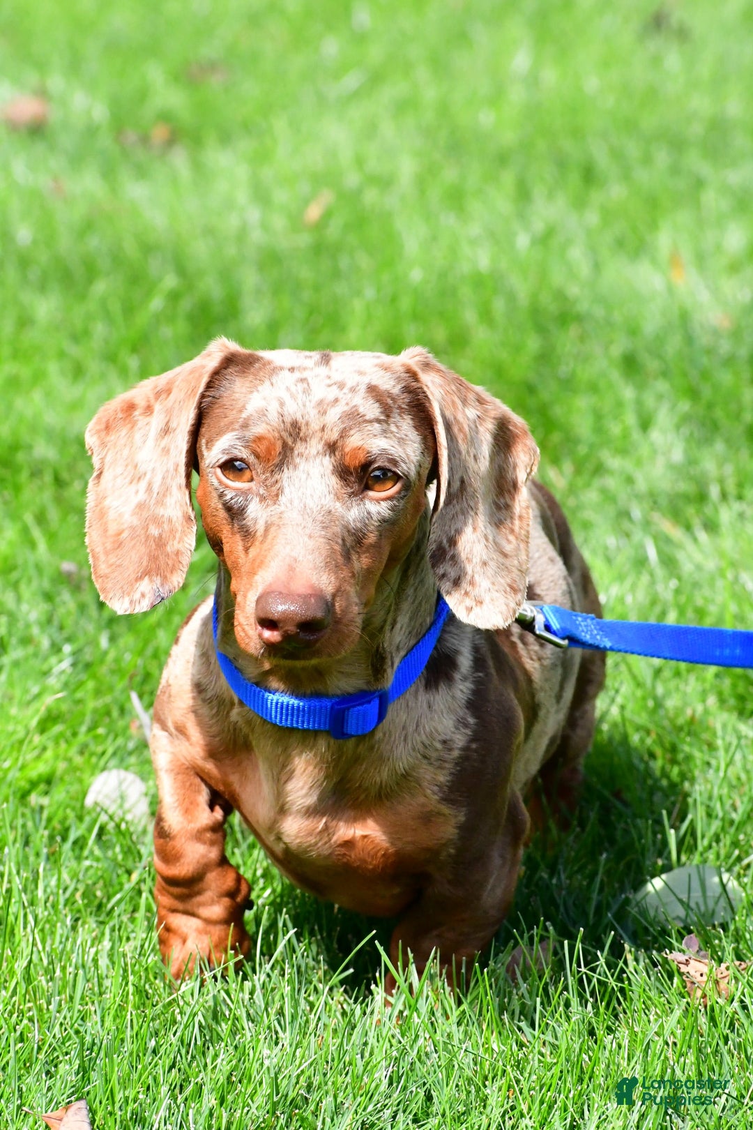 Miniature Dachshund dogs for sale: Griffin - Image 12