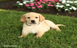 Labrador Retriever dogs for sale: Saige - Image 4