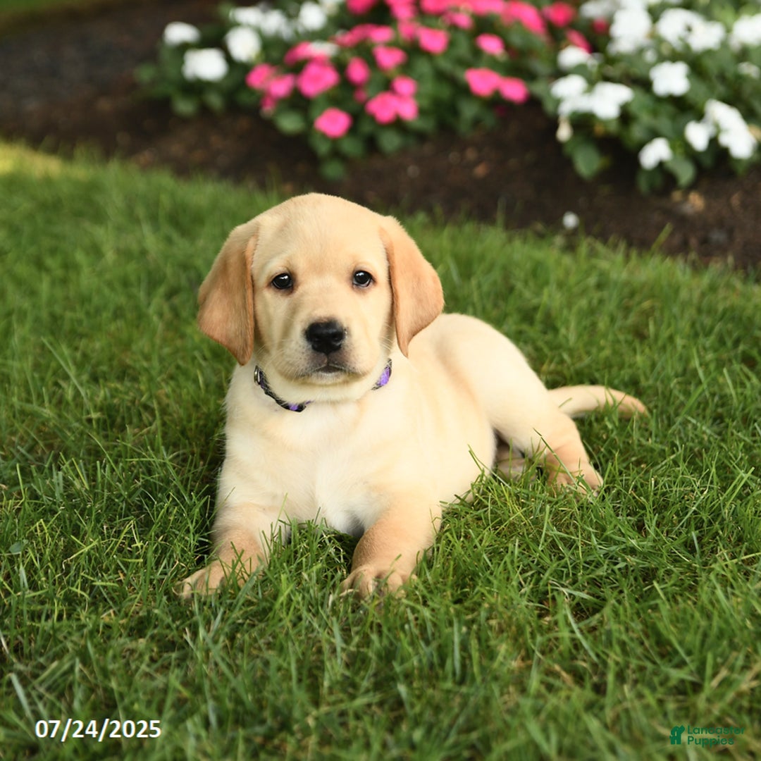 Labrador Retriever dogs for sale: Saige - Image 4