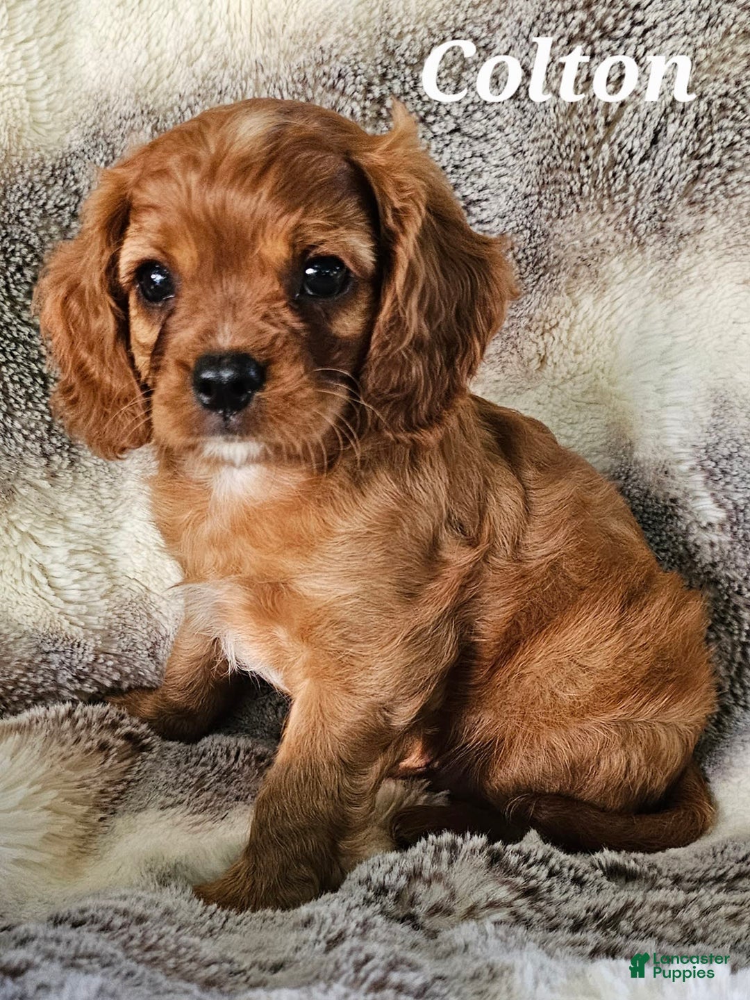 Cavalier King Charles Spaniel dogs for sale: Colton - Image 5