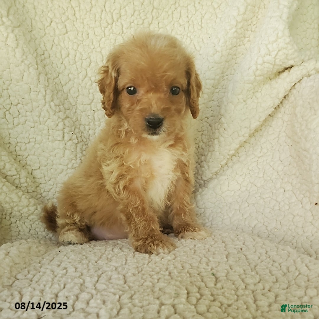 Mini Goldendoodle dogs for sale: Fiona - Image 4