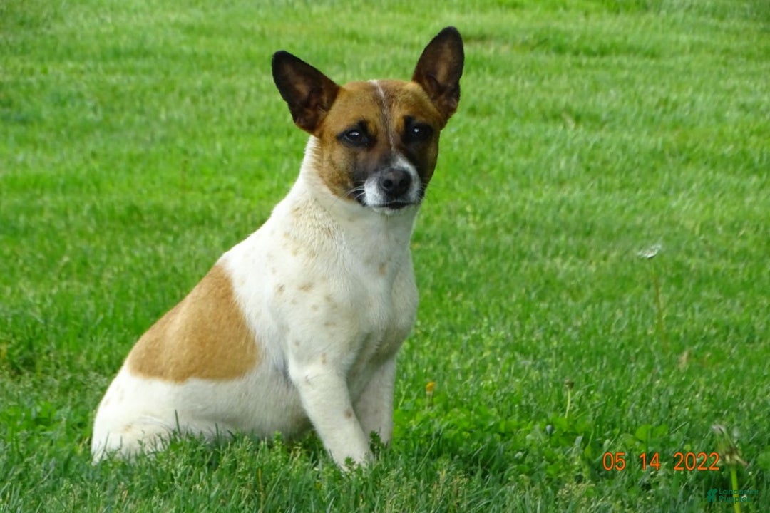 Rat Terrier dogs for sale: Bella - Image 7