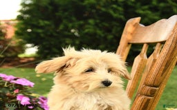 Maltipoo dogs for sale: Muddles - Image 2
